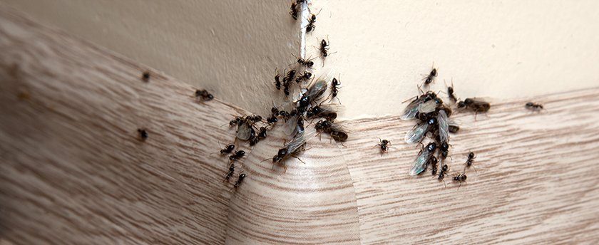 A bunch of ants on a mattress