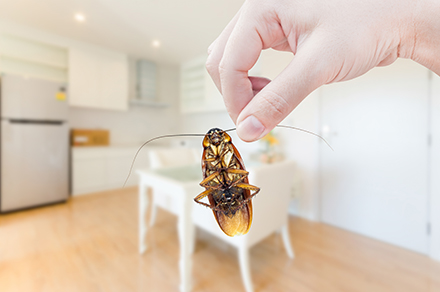 A cockroach being held by an antenna