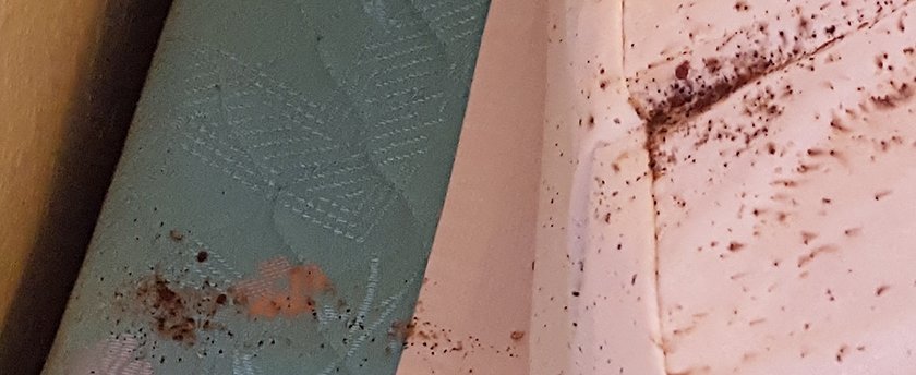 Bed Bug Infestation removal in Southwest Ohio Bed bug eggs in a mattress