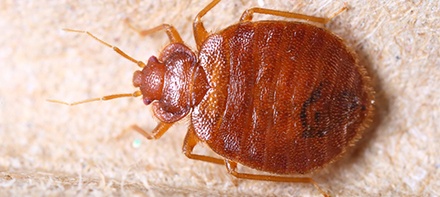 A bed bug