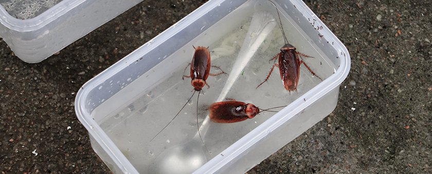 Cockroaches swimming in a container of water