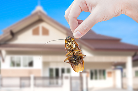 A hand holding a cockroach by its antenna while outside 