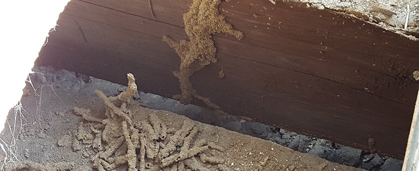 Termite Mud Tubes